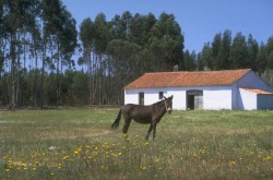 horse and barn southwest