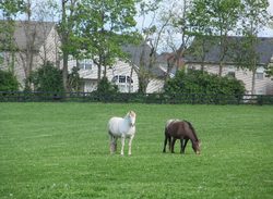 Local advocacy helps ensure that land use and planning decisions benefit equine communities.