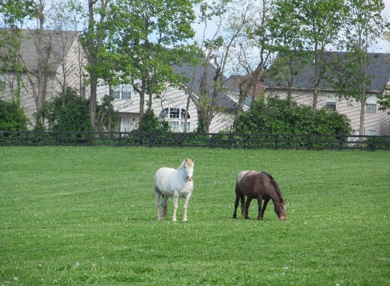 Local advocacy helps ensure that land use and planning decisions benefit equine communities.